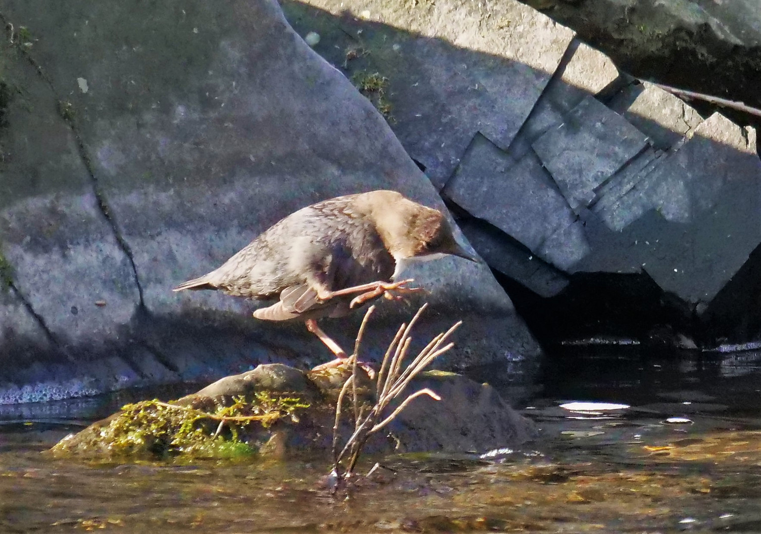 Wasseramsel