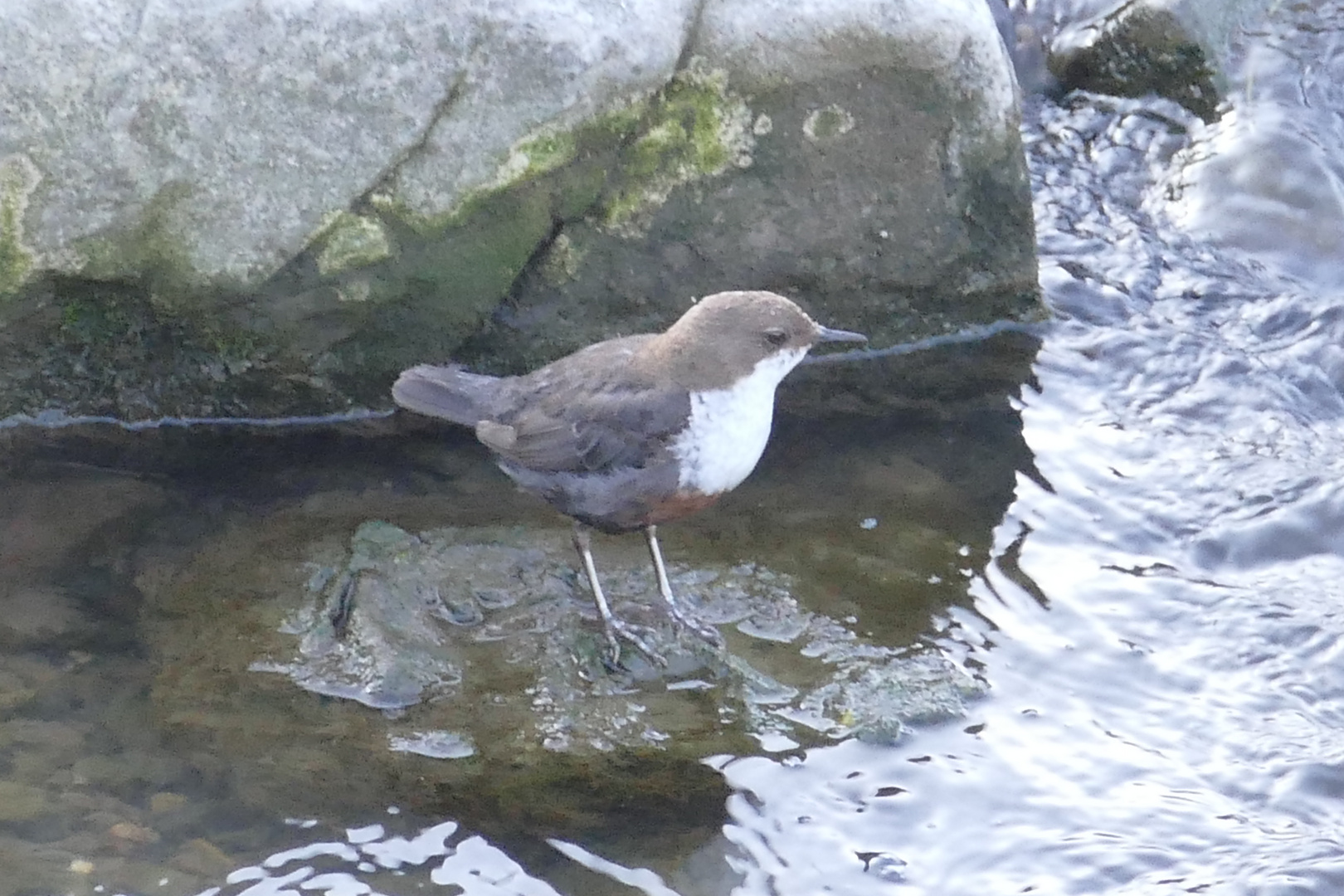 Wasseramsel