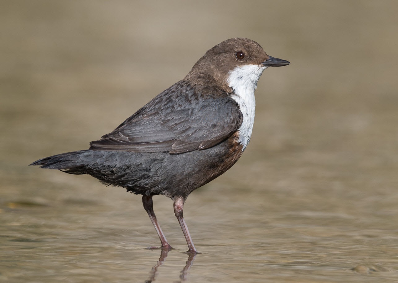 Wasseramsel