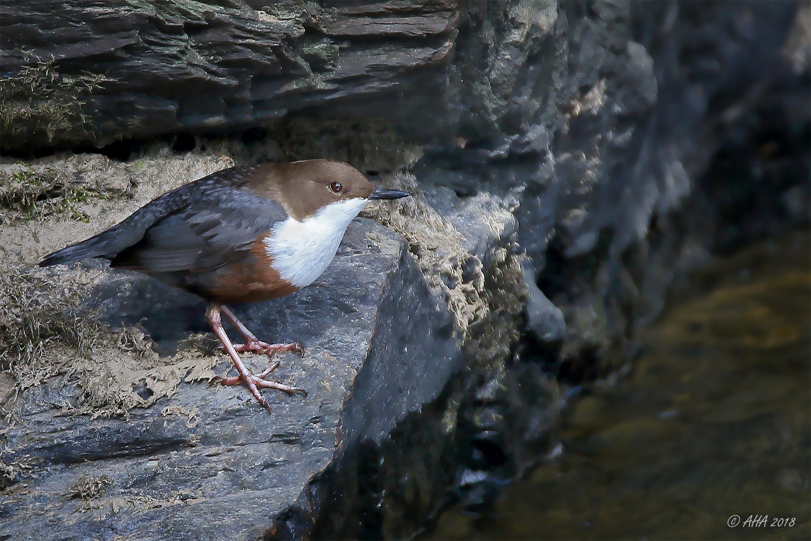 Wasseramsel