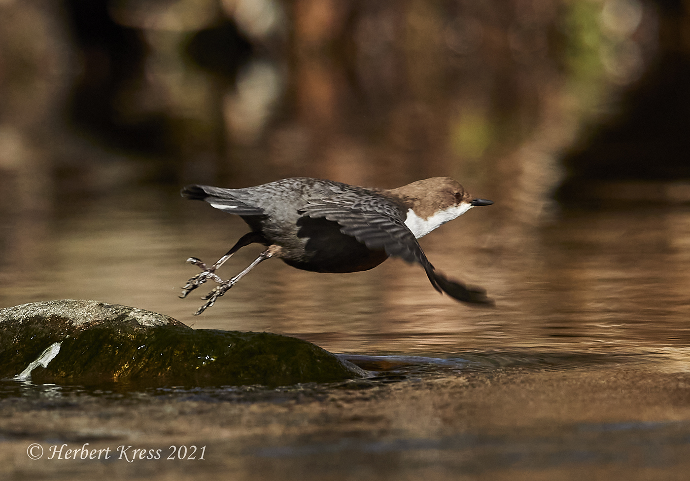 Wasseramsel