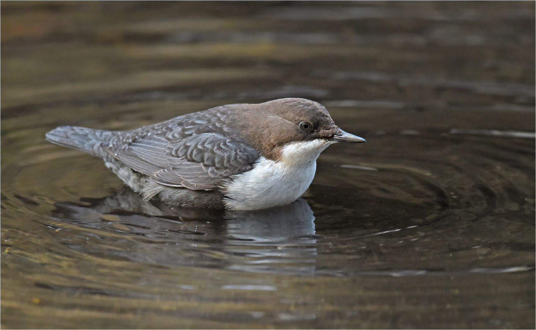 Wasseramsel