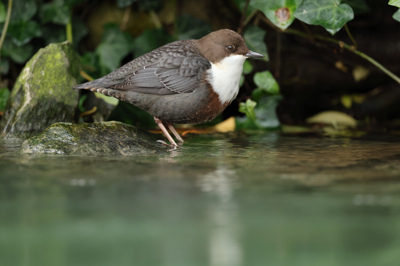 Wasseramsel 