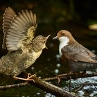 Wasseramsel bei der Fütterung