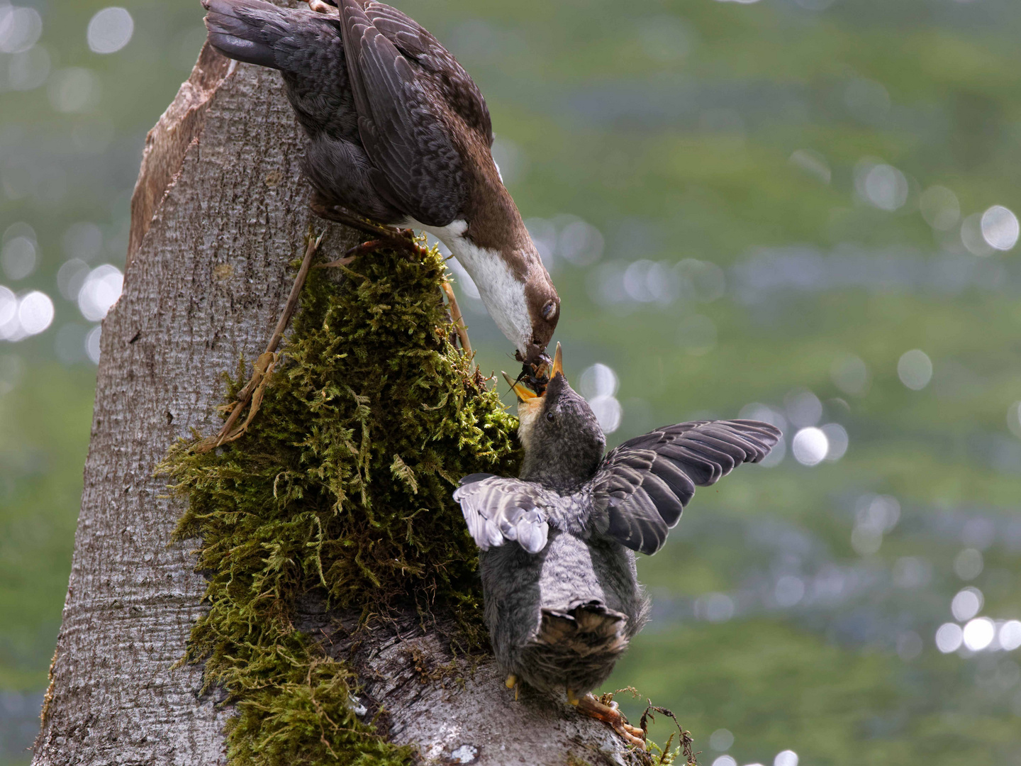 Wasseramsel bei der Fütterung