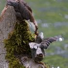 Wasseramsel bei der Fütterung