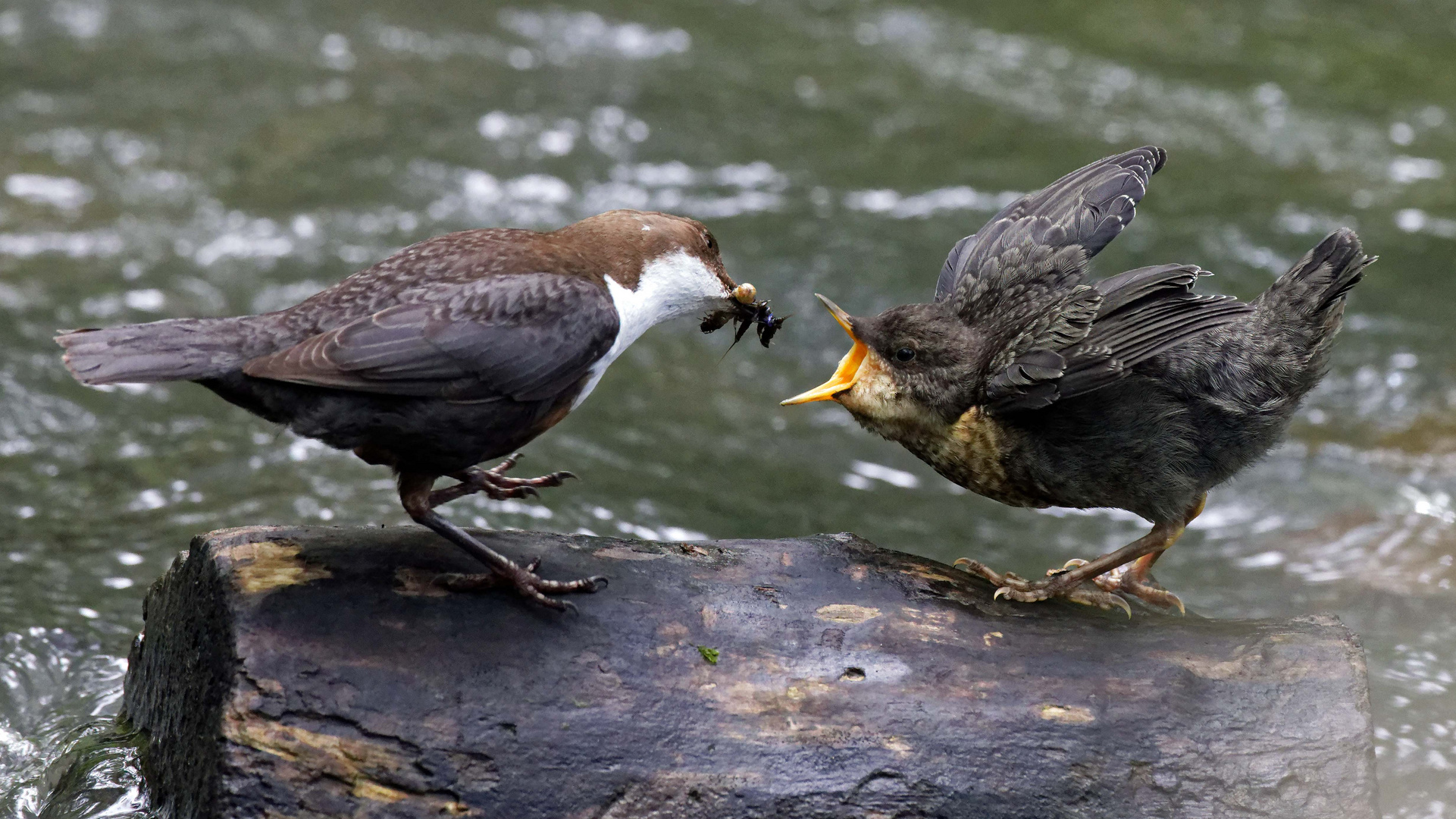 Wasseramsel bei der Fütterung