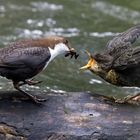 Wasseramsel bei der Fütterung