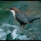 - Wasseramsel bei der Fütterung - ( Cinclus cinclus )