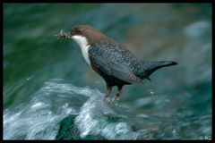 - Wasseramsel bei der Fütterung - ( Cinclus cinclus )