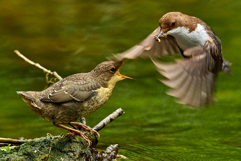 Wasseramsel bei der Fütterung