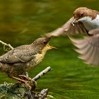 Wasseramsel bei der Fütterung