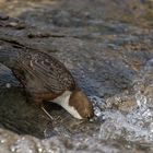 Wasseramsel bei der Futtersuche / 01/17