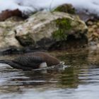 - Wasseramsel bei der Futtersuche -