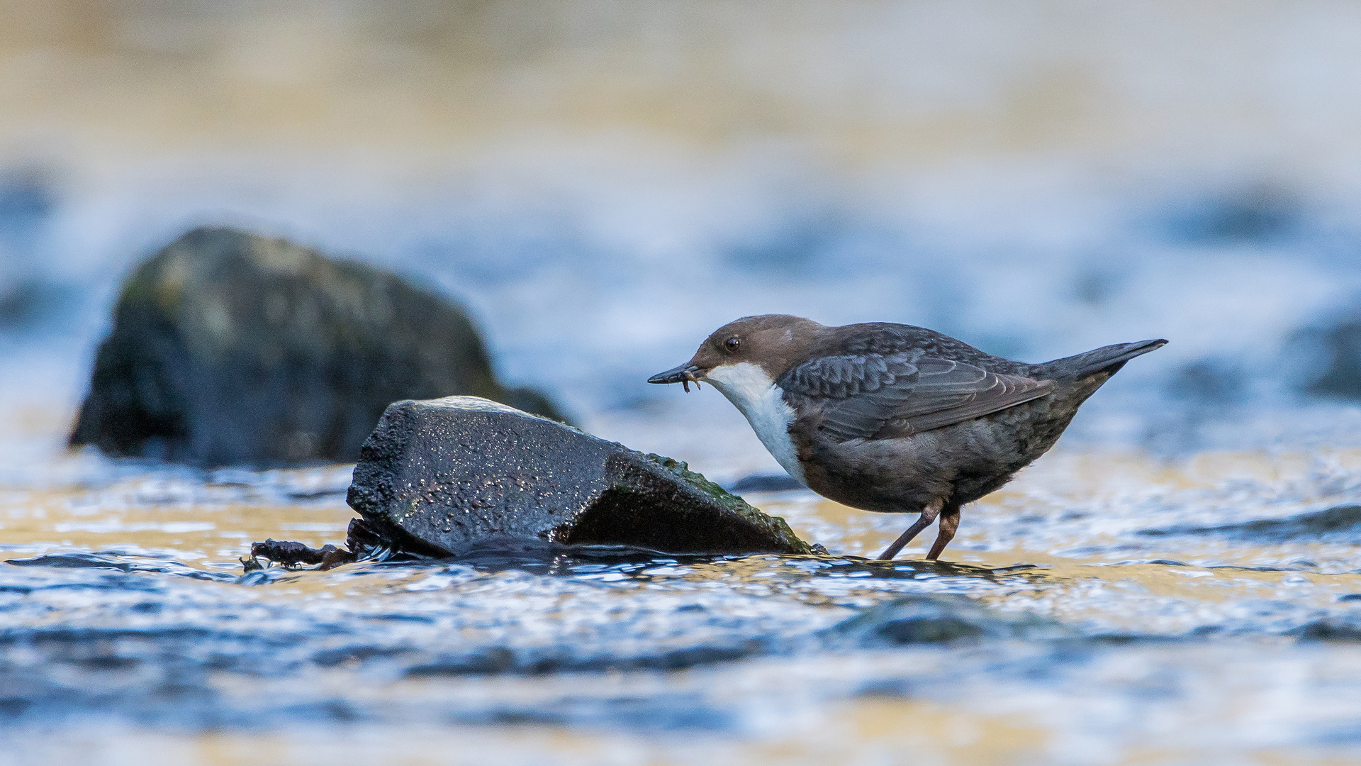 Wasseramsel bei der Futtersuche