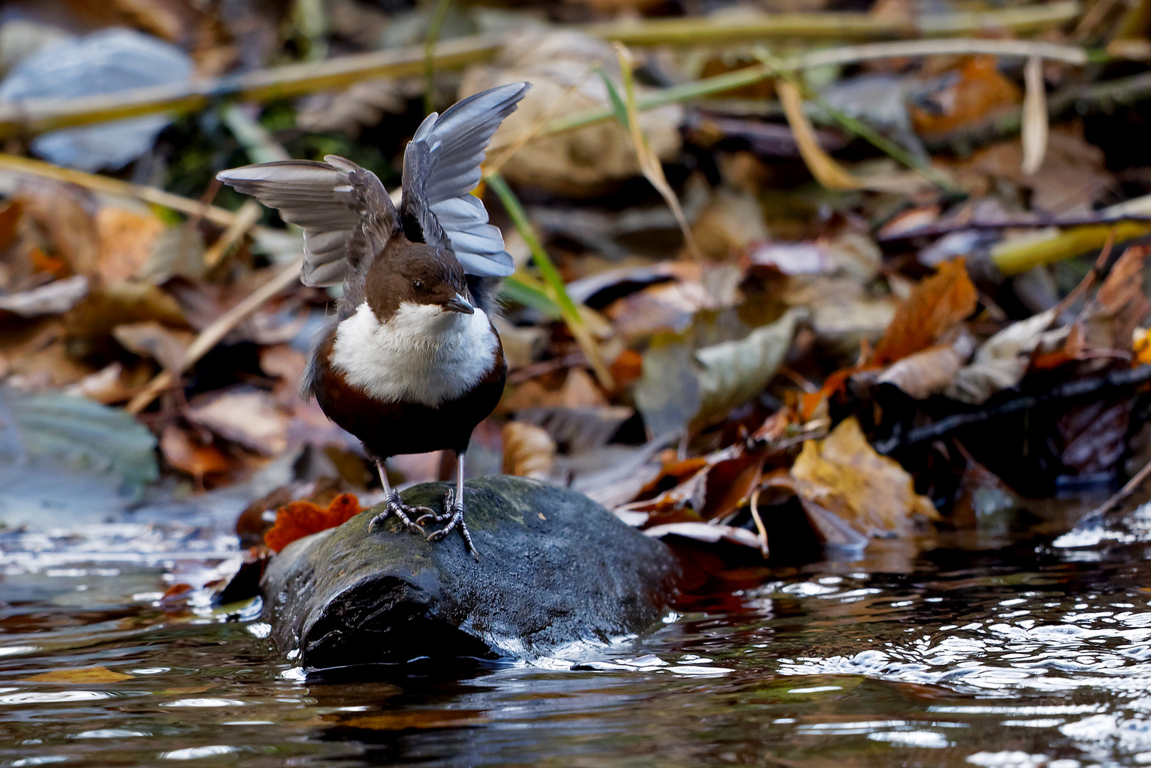 Wasseramsel bei der Gefiederpflege 9861