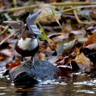 Wasseramsel bei der Gefiederpflege 9861