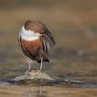 Wasseramsel bei der Gefiederpflege