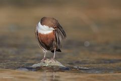 Wasseramsel bei der Gefiederpflege