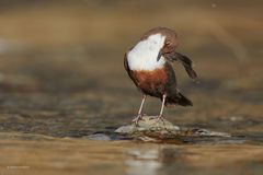 Wasseramsel bei der Gefiederpflege II