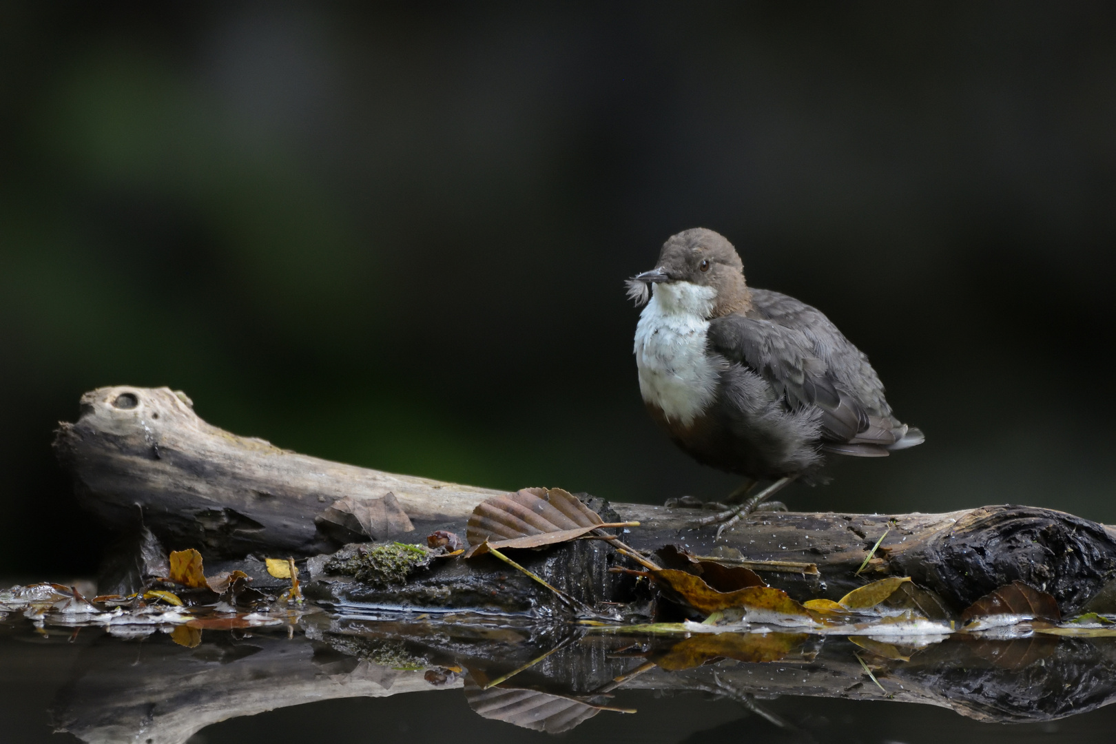 Wasseramsel bei der Gefiederpflege; Plombières, Belgien