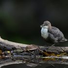 Wasseramsel bei der Gefiederpflege; Plombières, Belgien