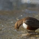 Wasseramsel bei der Jagd