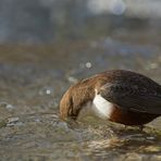 Wasseramsel bei der Jagd