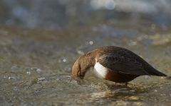 Wasseramsel bei der Jagd