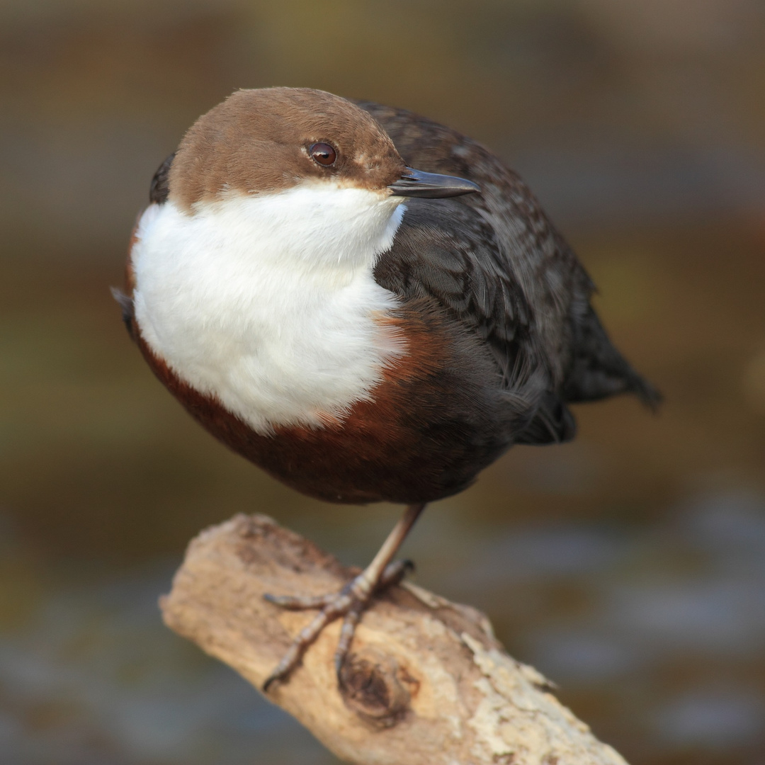 Wasseramsel bei der Mittagspause