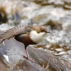 Wasseramsel bei der Morgengymnastik