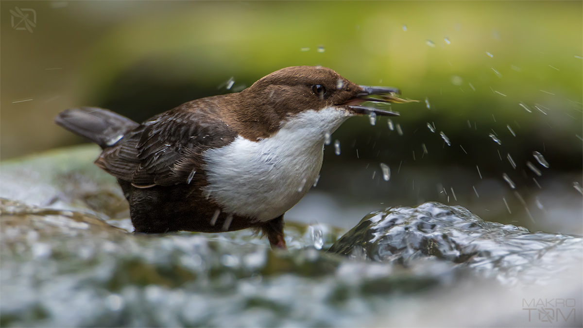 Wasseramsel bei der Nahrungssuche