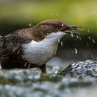 Wasseramsel bei der Nahrungssuche