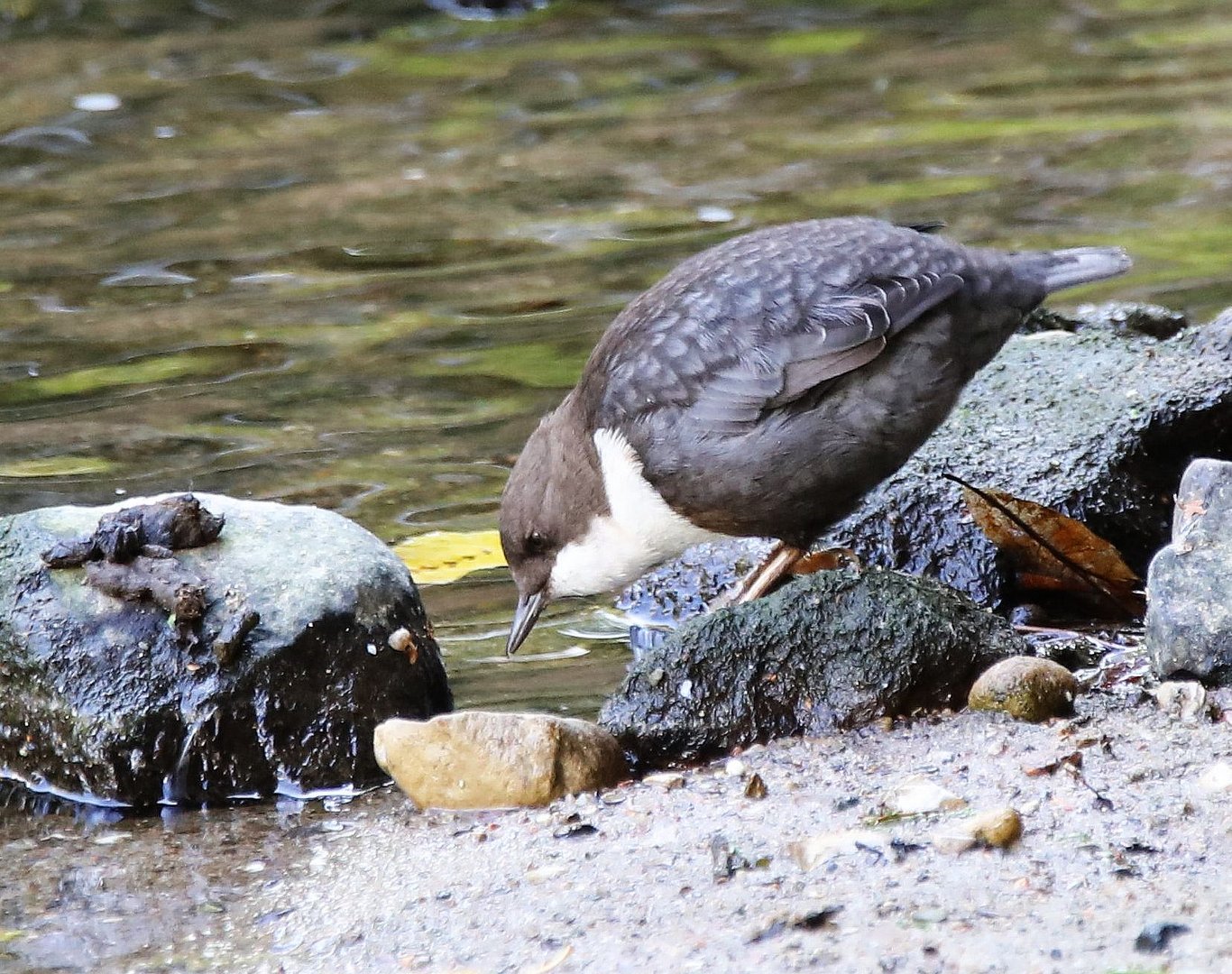 Wasseramsel bei der Nahrungssuche