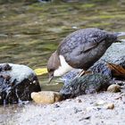 Wasseramsel bei der Nahrungssuche