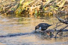 Wasseramsel bei der Suche (1)