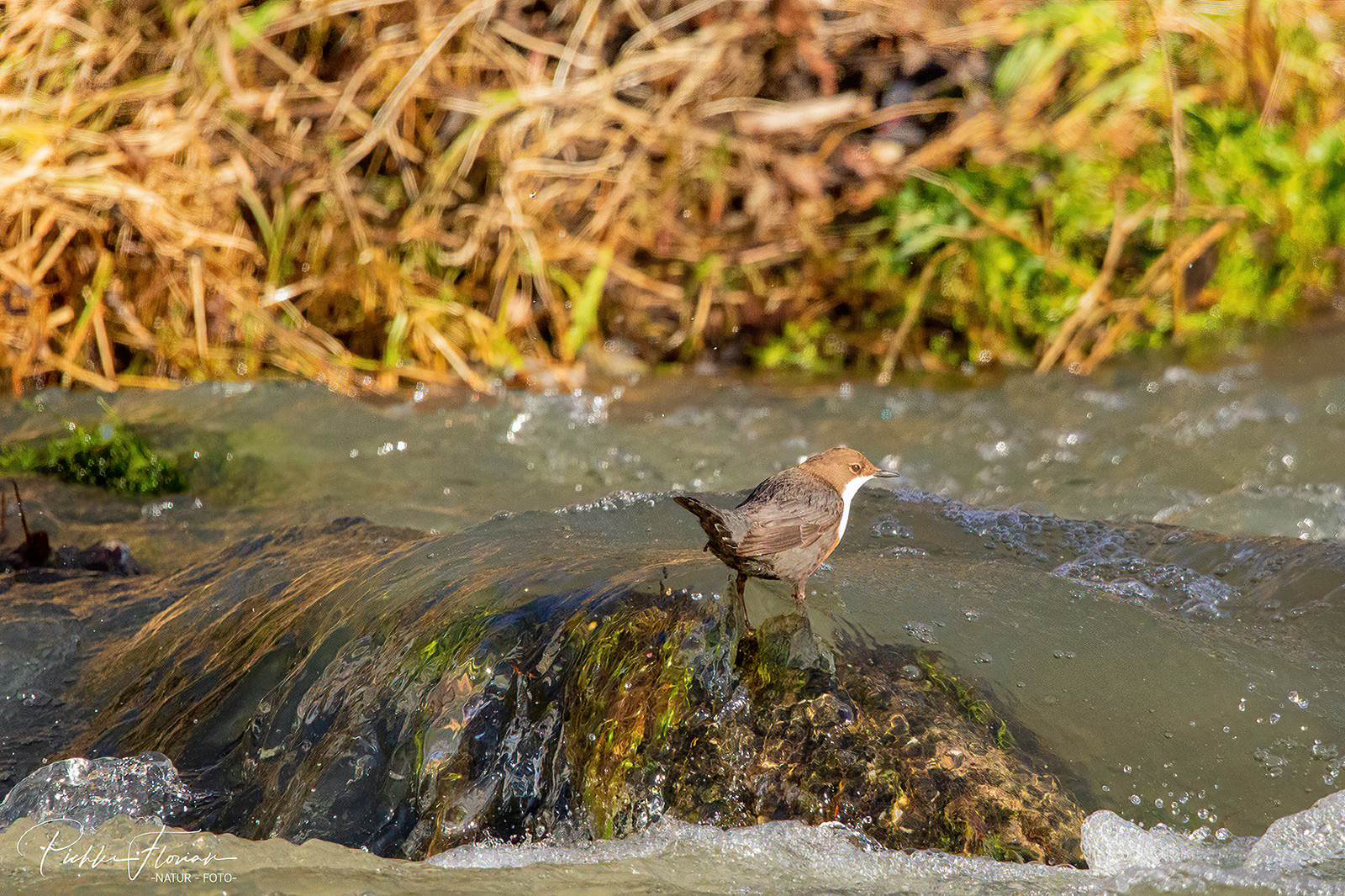 Wasseramsel bei der Suche (2)