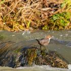 Wasseramsel bei der Suche (2)