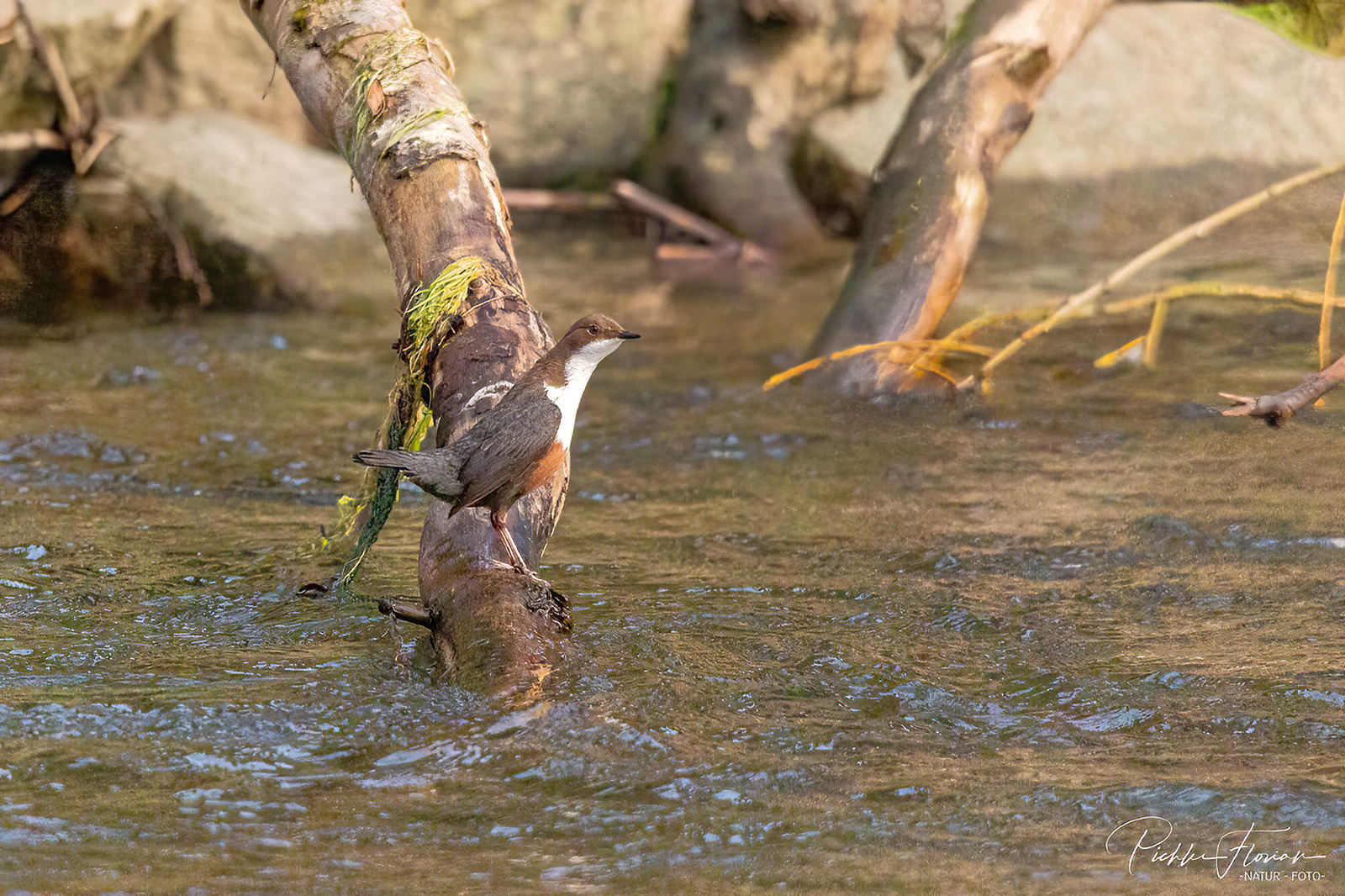 Wasseramsel bei der Suche (4)