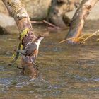 Wasseramsel bei der Suche (4)