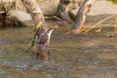 Wasseramsel bei der Suche (4)