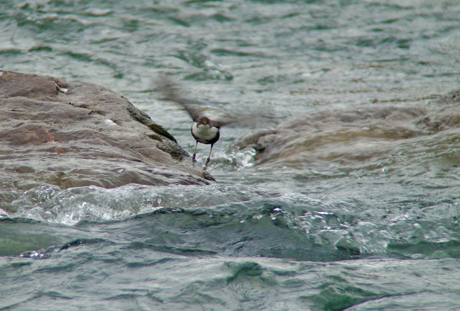 Wasseramsel beim Abflug