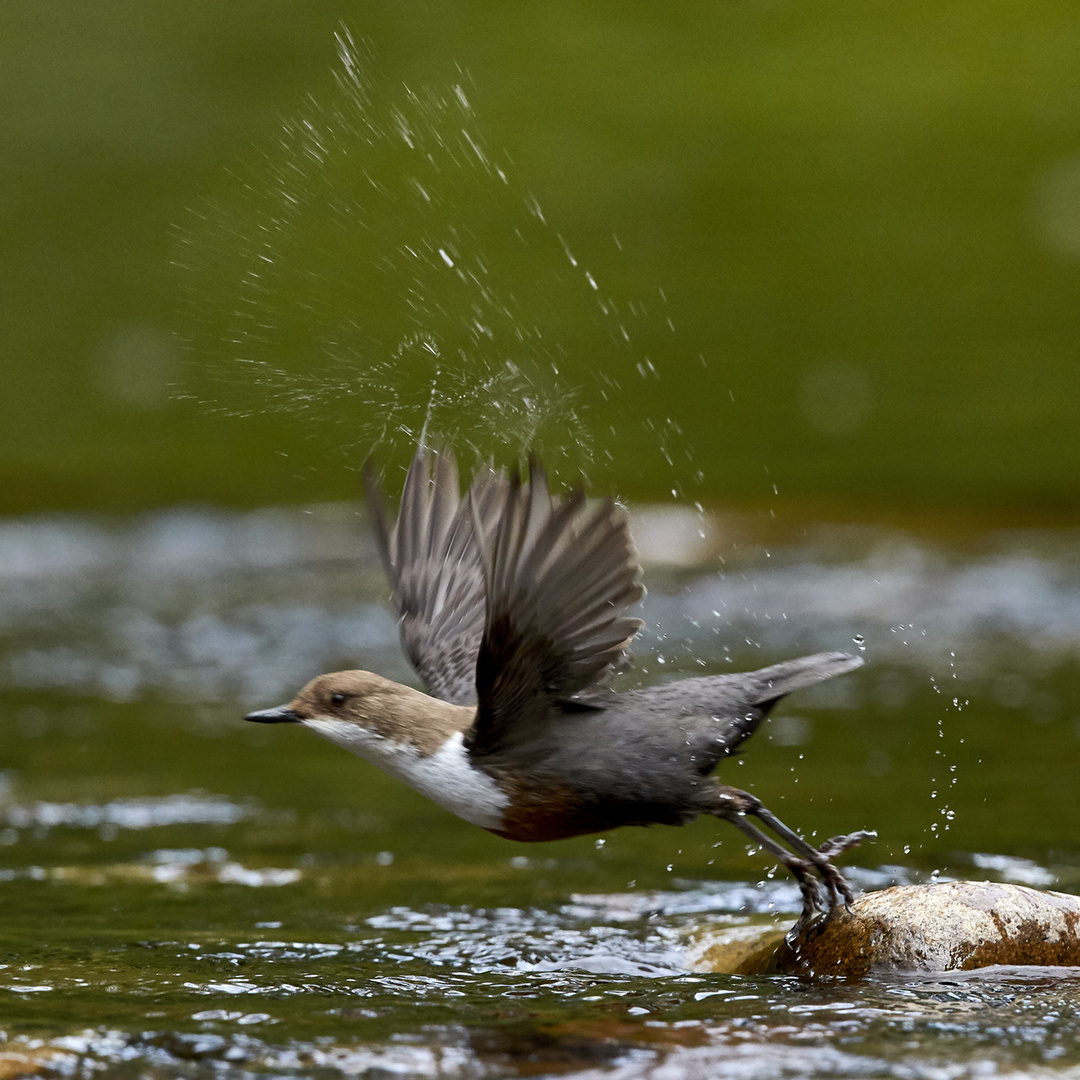 Wasseramsel beim Abflug