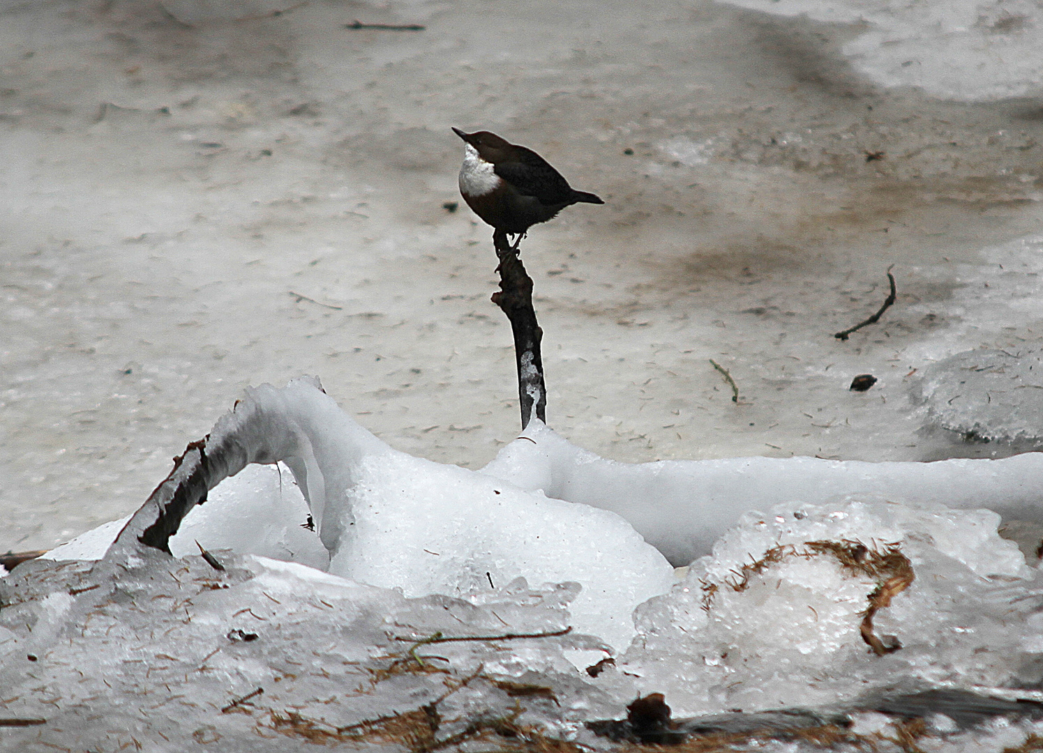 Wasseramsel beim Amselfall