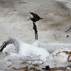 Wasseramsel beim Amselfall