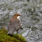 Wasseramsel beim Balzen