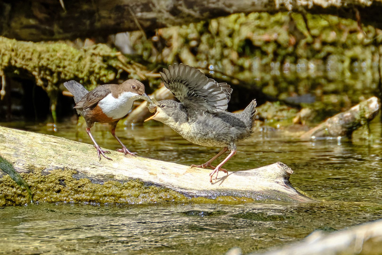 Wasseramsel beim Füttern 