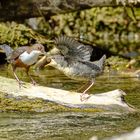 Wasseramsel beim Füttern 