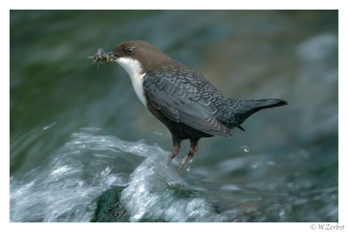 - Wasseramsel beim füttern -