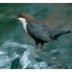 - Wasseramsel beim füttern -